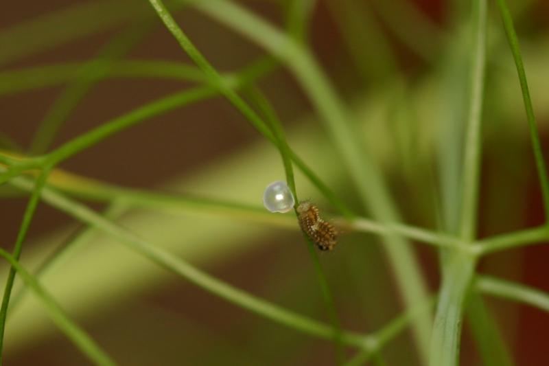 <img typeof="foaf:Image" src="http://statelibrarync.org/learnnc/sites/default/files/images/esb03.jpg" width="1229" height="819" alt="Eastern black swallowtail butterfly: Larva emerging from egg, day 7" title="Eastern black swallowtail butterfly: Larva emerging from egg, day 7" />