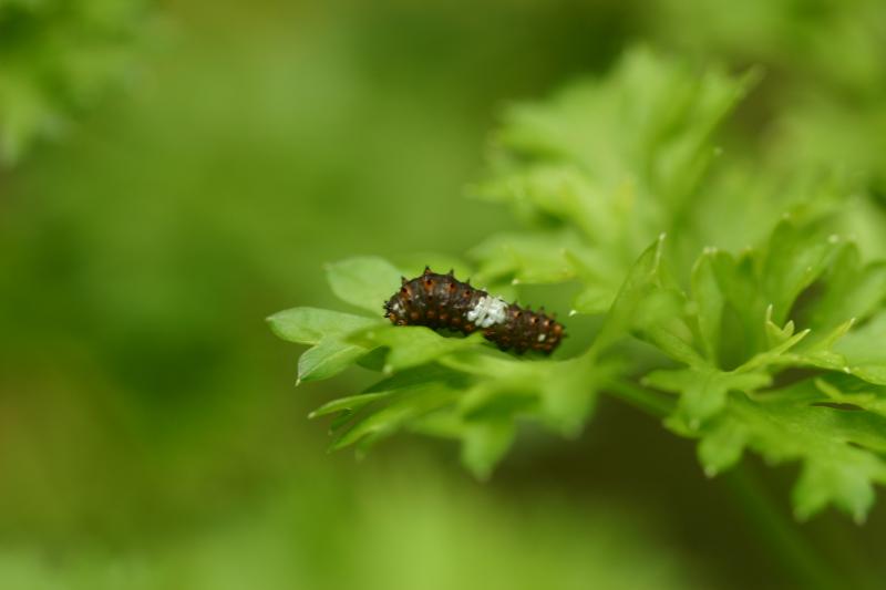 <img typeof="foaf:Image" src="http://statelibrarync.org/learnnc/sites/default/files/images/esb04.jpg" width="3072" height="2048" alt="Eastern black swallowtail butterfly: Larva, first instar, day 1 after hatching" title="Eastern black swallowtail butterfly: Larva, first instar, day 1 after hatching" />