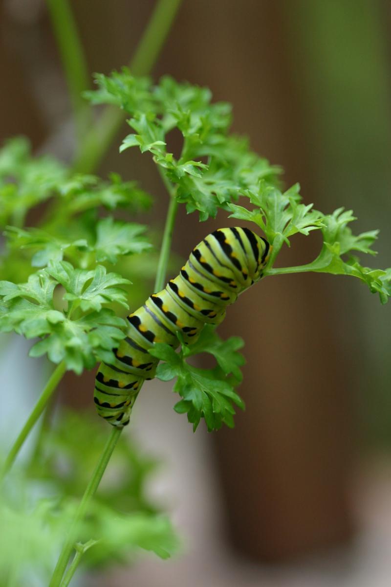 <img typeof="foaf:Image" src="http://statelibrarync.org/learnnc/sites/default/files/images/esb11.jpg" width="2048" height="3072" alt="Eastern black swallowtail butterfly: Third larval instar" title="Eastern black swallowtail butterfly: Third larval instar" />