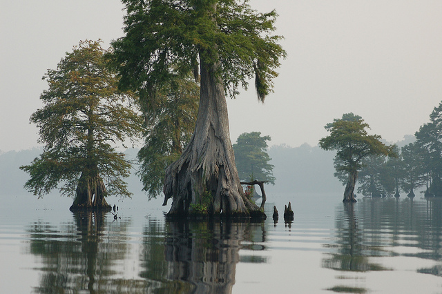 Lake Drummond at Great Dismal Swamp National Wildlife Refuge in Virginia.  August 2, 2006. Credit: Rebecca Wynn/USFWS.