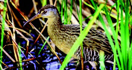 Clapper Rail