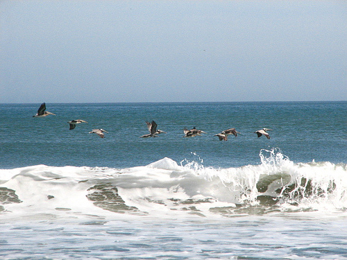 pelicans