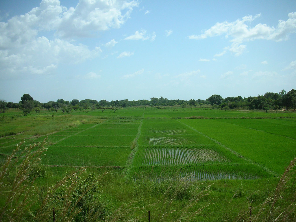 rice field