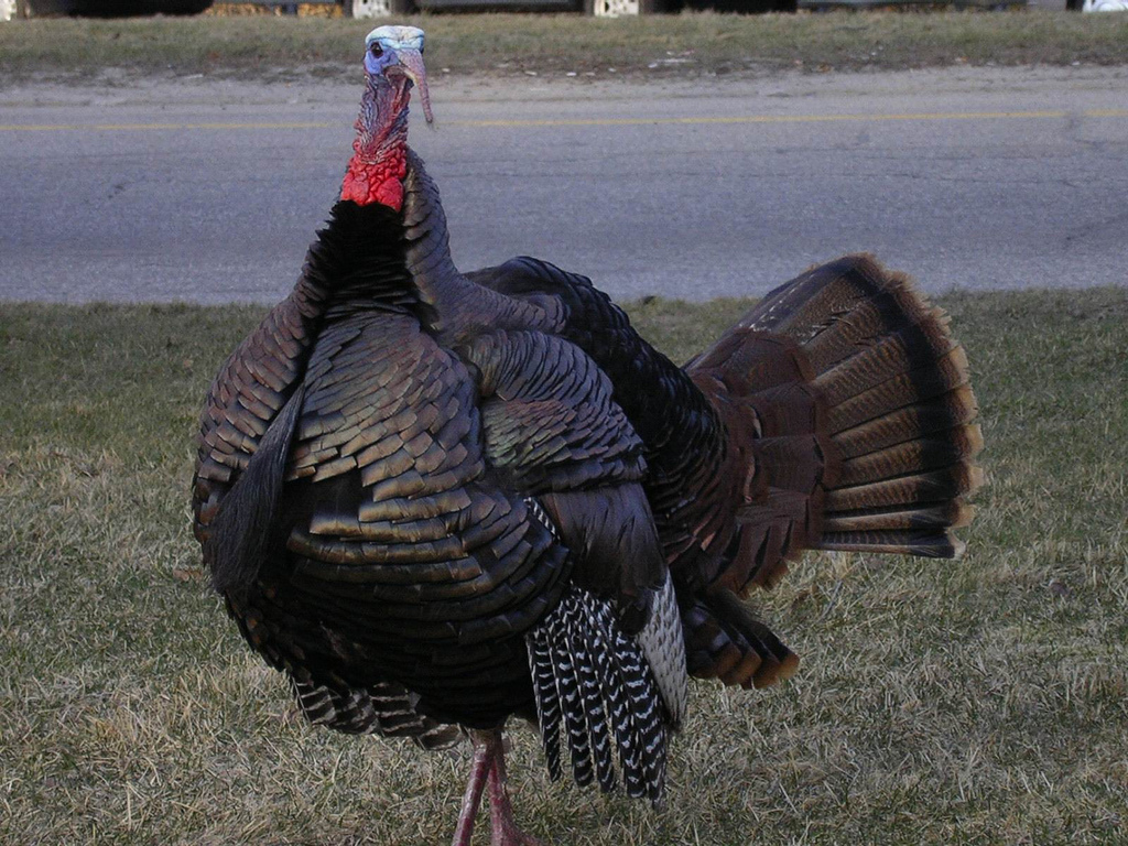 wild turkey