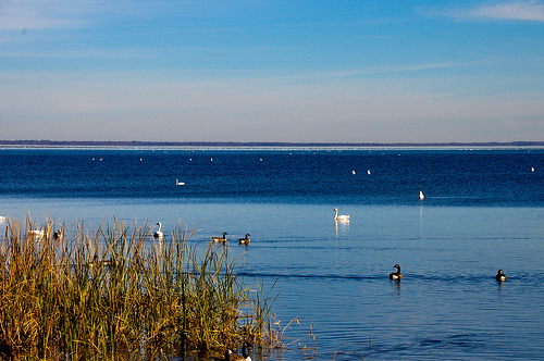 Lake Mattamuskeet. Image courtesy of Shannon Craven. 