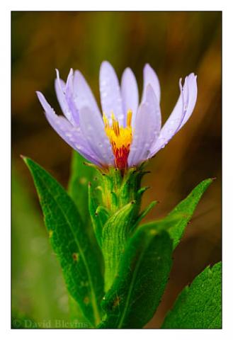 Photo of a Buck Creek Aster, Symphyotrichum rhiannon