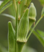 Okra, Boone, North Carolina. Image courtesy of Flickr user Appalachian Encounters. 